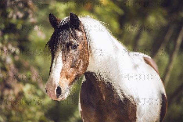 Tinker (Equus) stands in the forest