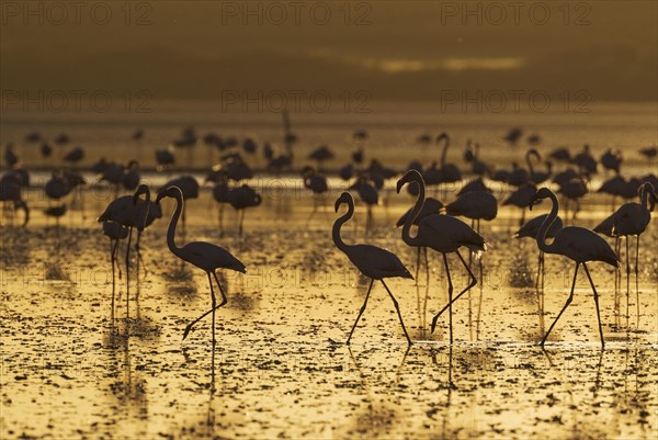 Greater Flamingos (Phoenicopterus roseus)