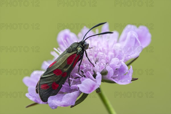 Six-spot burnet (Zygaena filipendulae) to Field scabious (Knautia arvensis)