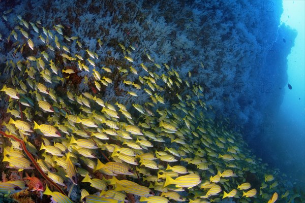 Large shoal of Bluestripe snapper (Lutjanus kasmira) with blue hanging soft corals (Alcyonacea)