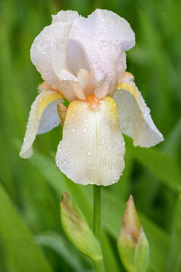 Tall Bearded Iris (Iris barbata-elatior) variety Champagne Elegance