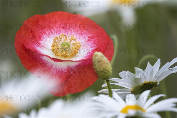 Corn poppy (Papaver rhoeas)