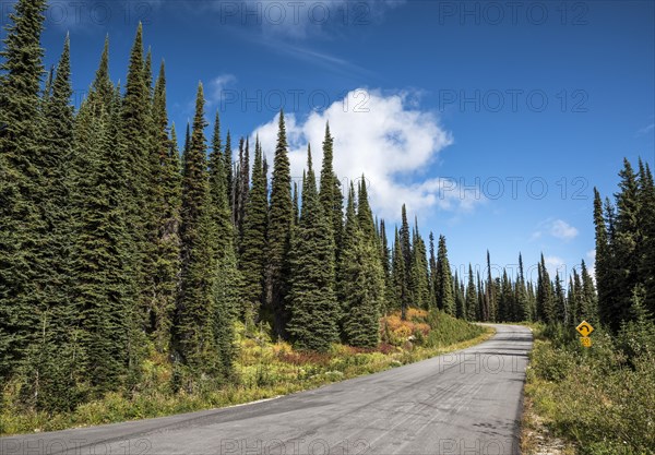 Road Meadows in the Sky Parkway through coniferous forest