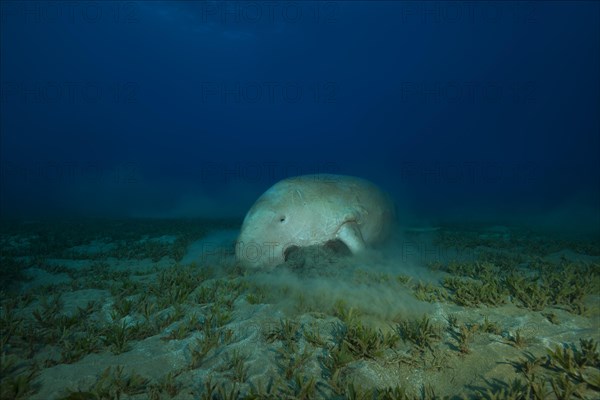 Dugong (Dugong dugon) eating sea grass