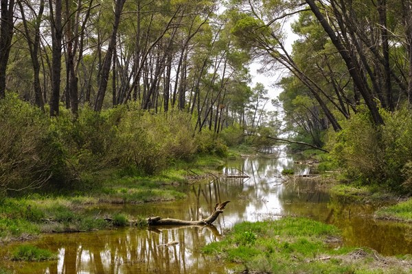 Pine forest