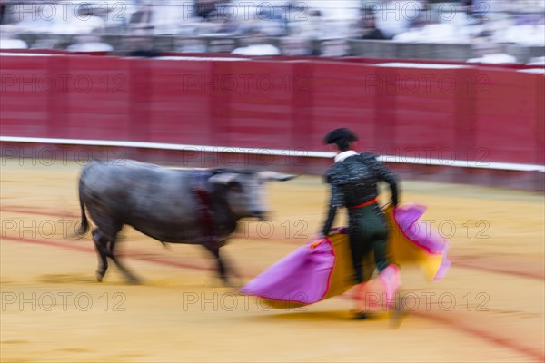 Racing bull with matador