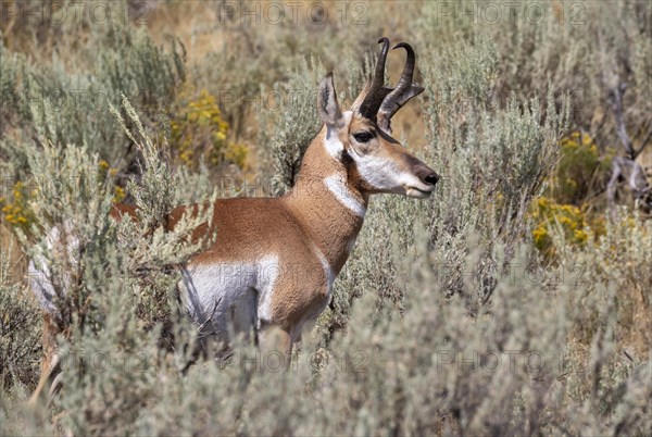 Pronghorn (Antilocapra americana)