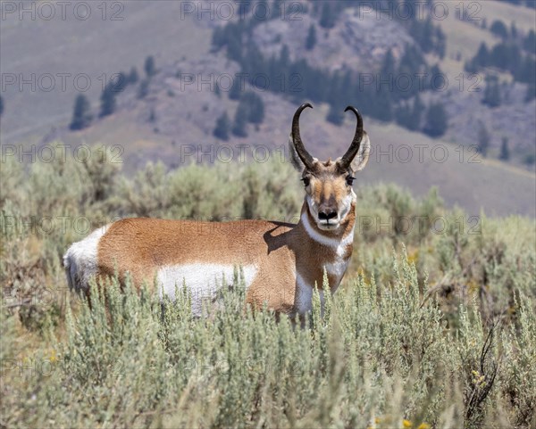 Pronghorn (Antilocapra americana)