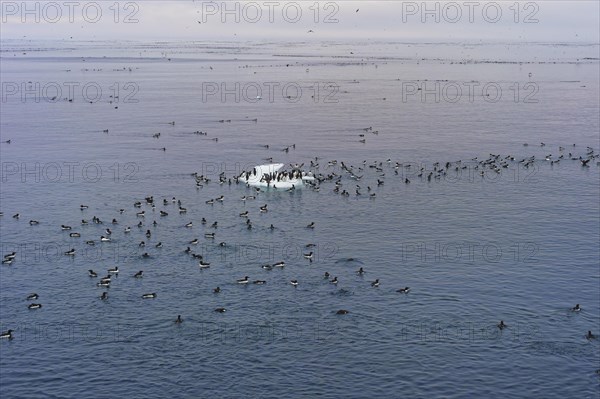 Thick-billed Murres (Uria lomvia)