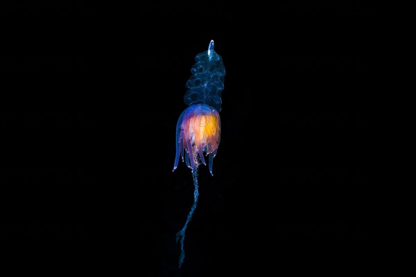 Hula Skirt Siphonophore (Physophora hydrostatica)