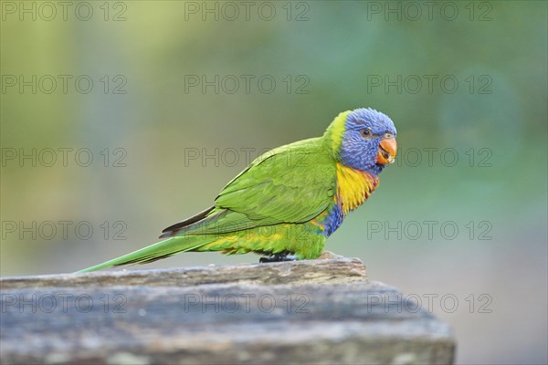 Rainbow lorikeet (Trichoglossus moluccanus)