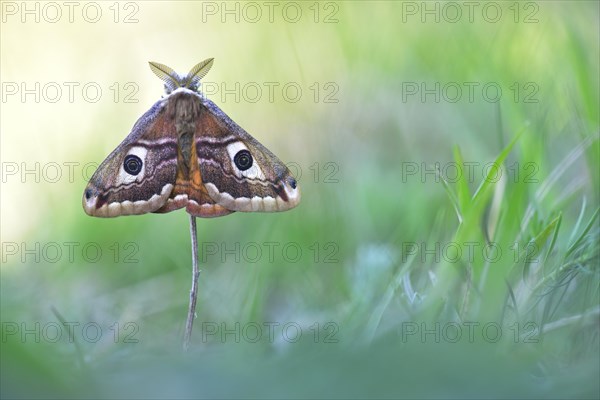 Small emperor moth (Saturnia pavonia)