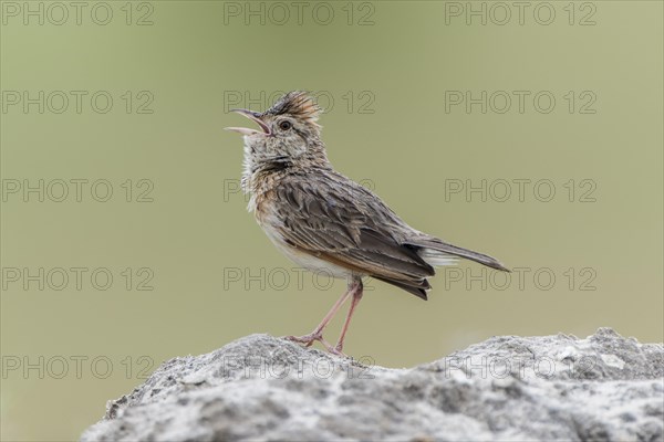 Rufous-naped lark (Mirafra africana) sits on a stone