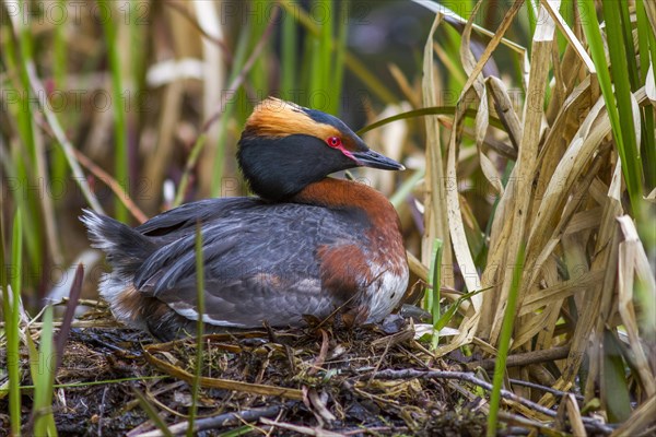 Horned Grebe (Podiceps auritus)