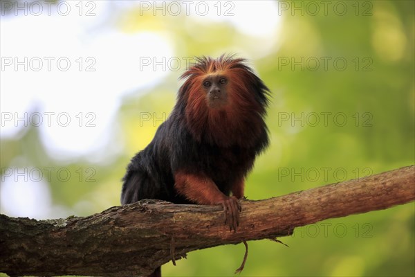 Golden-headed lion tamarin (Leontopithecus chrysomelas)