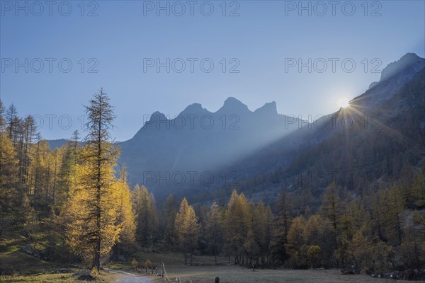 Autumnal coloured Larches forest (Larix) and mountains in the back light