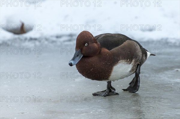 Ferruginous duck (Aythya nyroca)