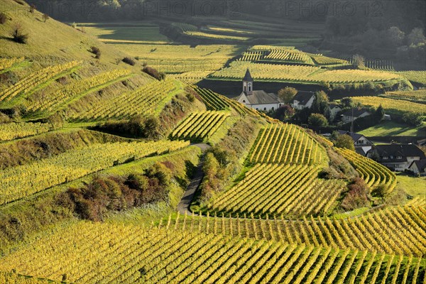 Village in the vineyards in autumn