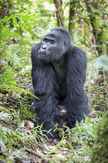 Mountain gorilla (Gorilla beringei beringei)