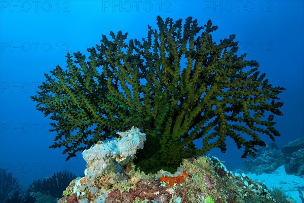 Black Sun Coral (Tubastraea micranthus)