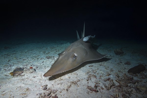 Giant Guitarfish (Rhynchobatus djiddensis) swims over sandy bottom in the night