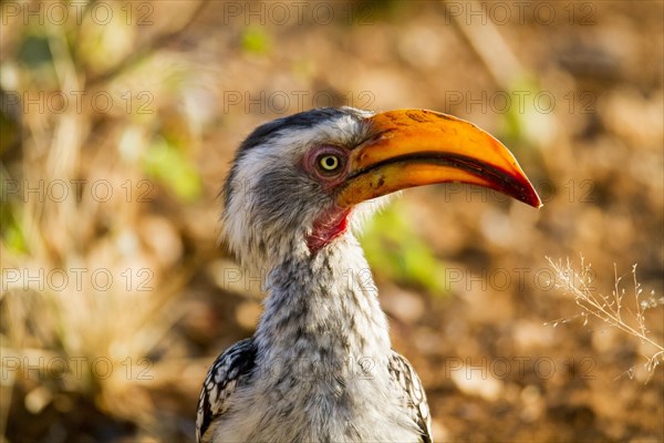 Southern Yellow-billed Hornbill (Tockus leucomelas)