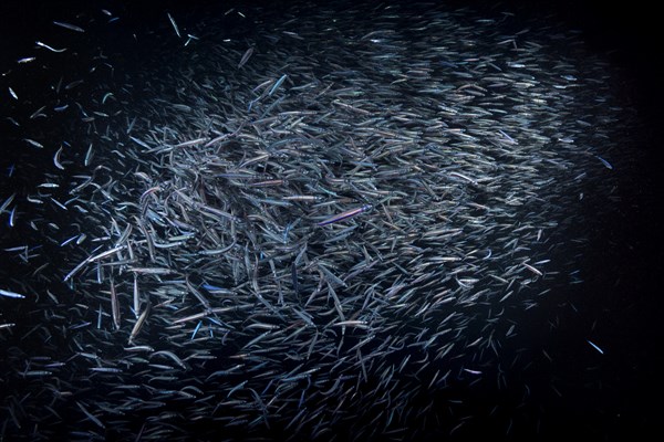 A large school of Whitebait