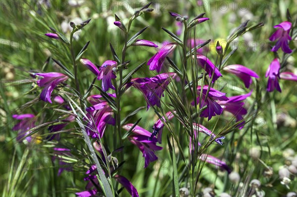 Flower Meadow