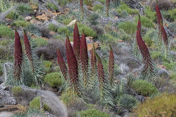 Blooming Echium wildpretii (Echium wildpretii)