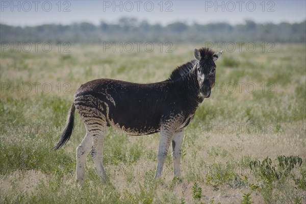 Burchell's Zebra (Equus quagga burchelli) with abnormal dark coat color