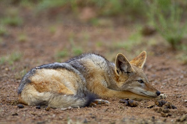 Black-backed Jackal (Canis mesomelas)