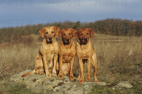 Labrador Retriever