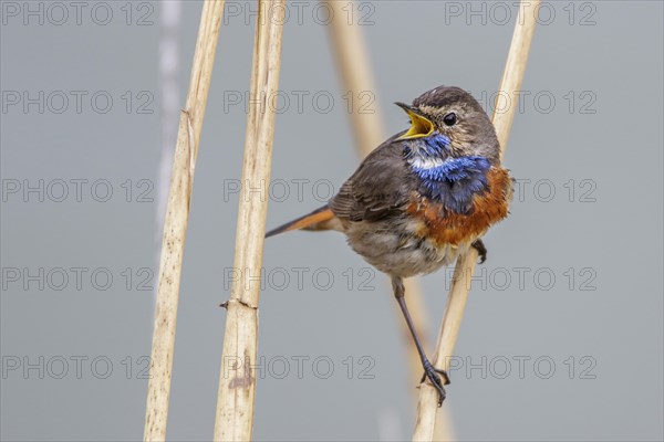 White-spotted bluethroat (Luscinia svecica cyanecula)