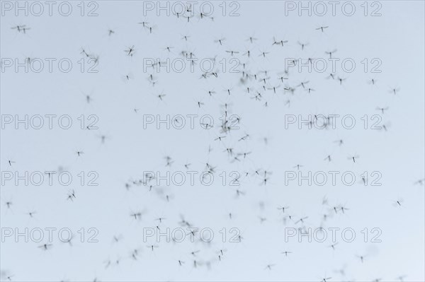 Mosquito swarm (Culicidae)