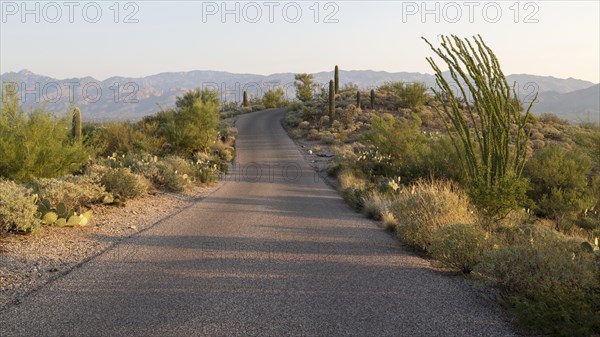 Road through countryside with various cacti (Cactus)