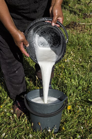 Kyrgyz woman pouring mare milk in a bucket