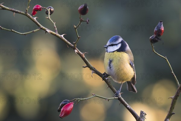 Blue Tit (Parus caerulea) on a rosehip branch