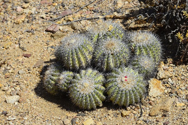 Cactus (Copiapoa cinerascens)