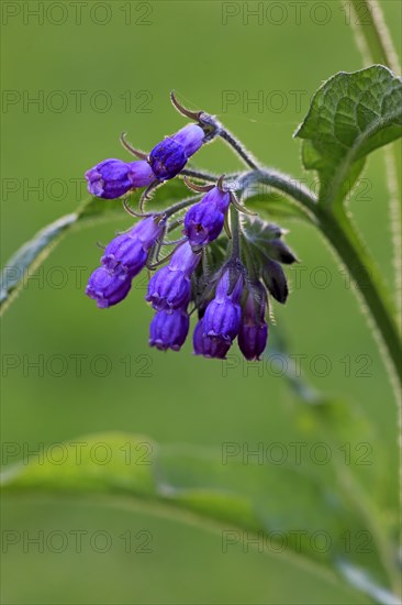 Common comfrey (Symphytum officinale)