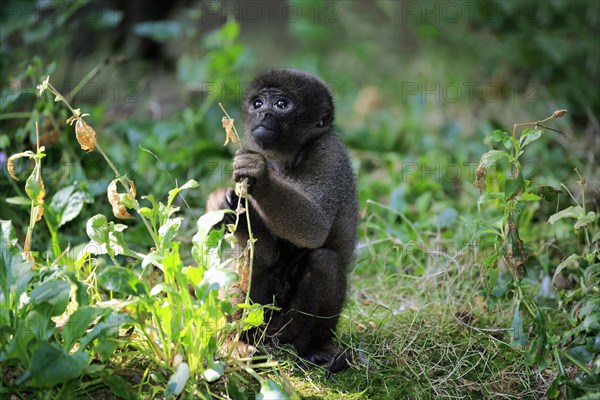 Brown woolly monkey (Lagothrix lagotricha)