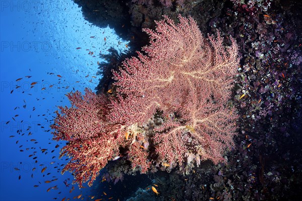 Cherry Blossom Coral (Siphonogorgia godeffroyi)