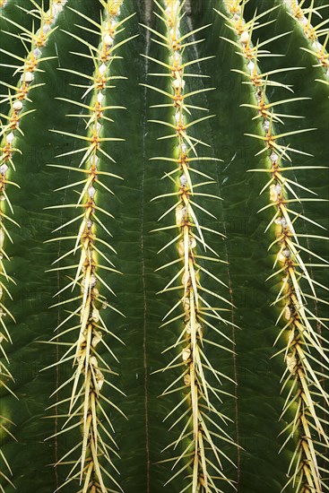 Golden barrel cactus (Echinocactus grusonii)