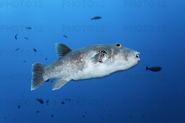 Star puffer (Arothron stellatus)