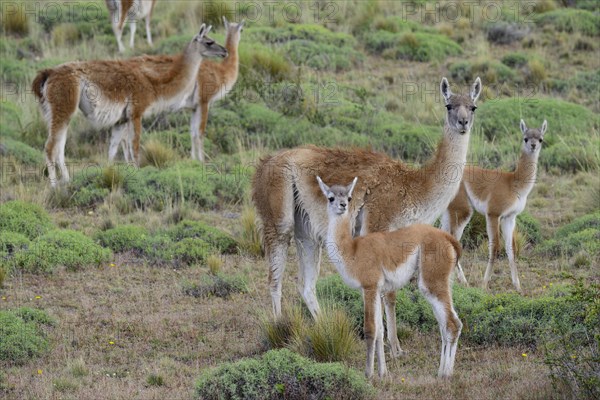 Flock of Guanacos (Lama guanicoe) with young animals