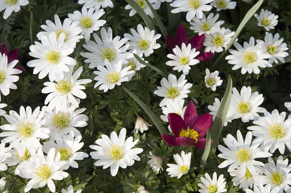 White spring anemones (Anemone blanda) with red Tulips (Tulipa)