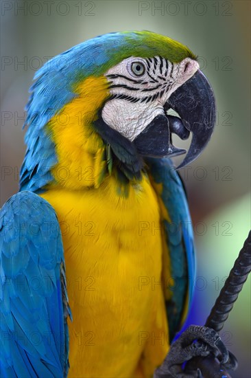 Blue and yellow macaw (Ara ararauna)