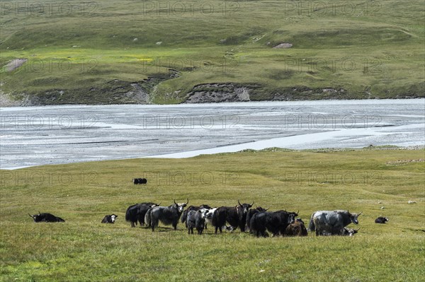 Yak (Bos grunniens) herd