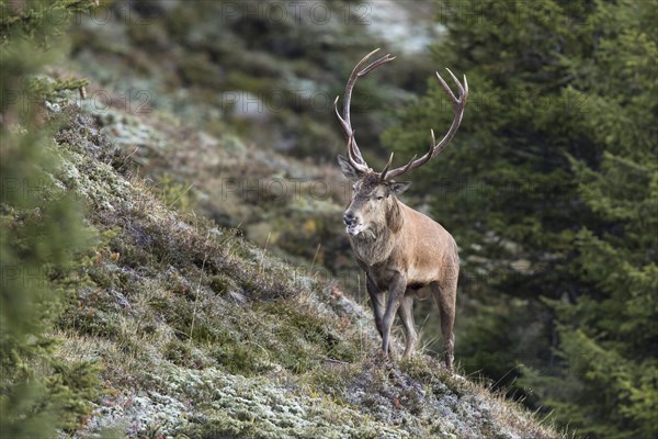 Red deer (Cervus elaphus)