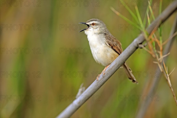 Tawny-flanked prinia (Prinia subflava)