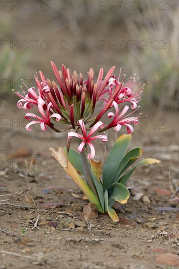 South African crinum lily (Crinum buphanoides)